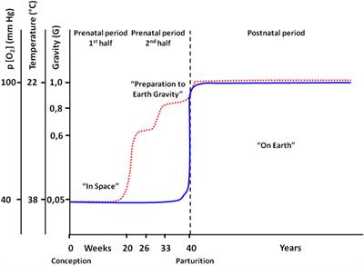 Cold for gravity, heat for microgravity: A critical analysis of the “Baby Astronaut” concept